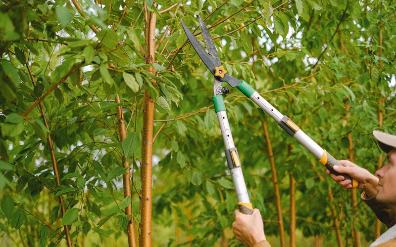 Tree trimming in Blauvelt, NY